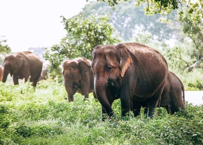 Olifanten spotten in Sri Lanka! <br>